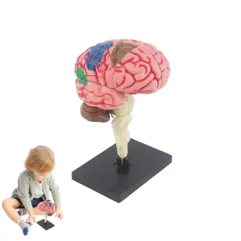 Модель анатомии глазного яблока Человеческое тело Игрушка Биология Учебное оборудование Модель мозга для образования Школьные принадлежности Научный класс